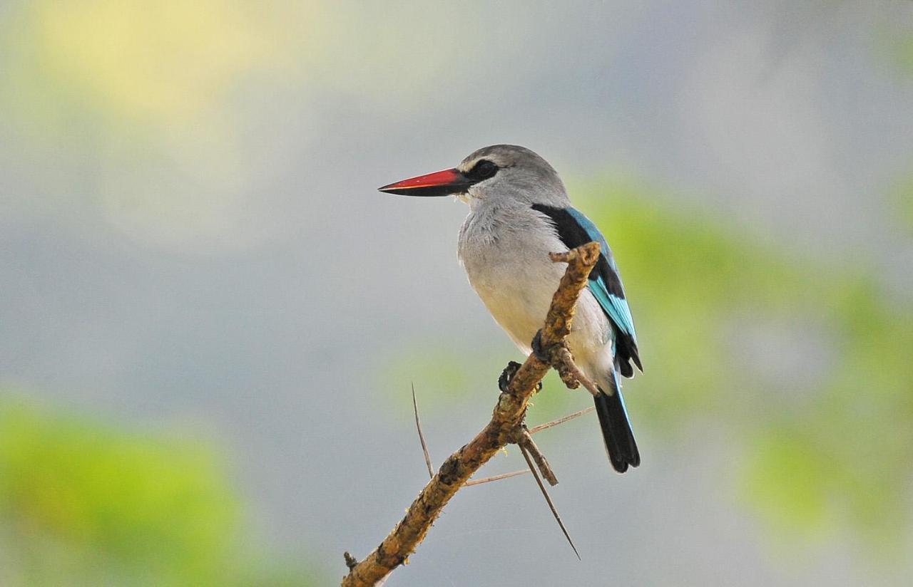 Bullbush River Camp Kihihi ภายนอก รูปภาพ